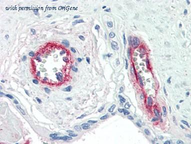 OriGene AM20504PU-N image 1
