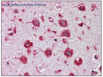 OriGene AM20540PU-N image 1