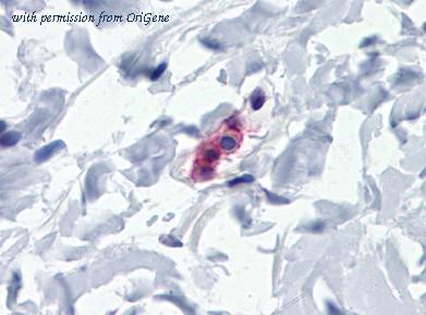 OriGene AM20559PU-N image 1