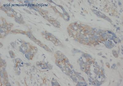 OriGene AM20678PU-N image 1
