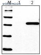 OriGene AM20706PU-S image 1