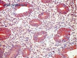OriGene AM21049PU-N image 1