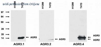 OriGene AM26017PU-N image 1
