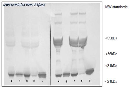 OriGene AM26061PU-N image 1