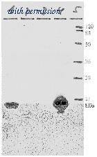 OriGene AM26115PU-N image 1