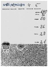 OriGene AM26116PU-N image 1