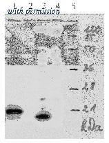 OriGene AM26117PU-N image 1