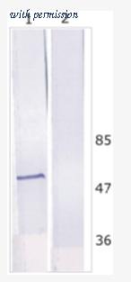 OriGene AM26120PU-N image 1