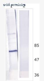 OriGene AM26122PU-N image 1