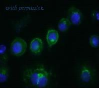 OriGene AM26319FC-N image 1