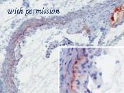 OriGene AM26335PU-N image 1