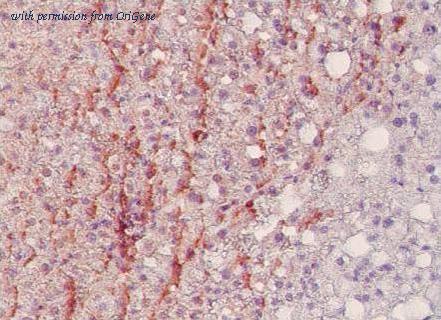 OriGene AM26352PU-N image 1
