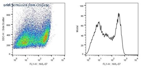 OriGene AM26706PU-N image 1