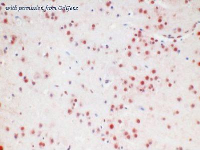 OriGene AM26741PU-N image 1