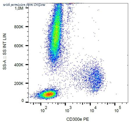 OriGene AM26758RP-N image 1