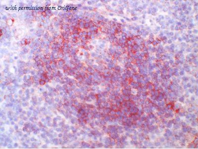 OriGene AM26760BT-N image 1