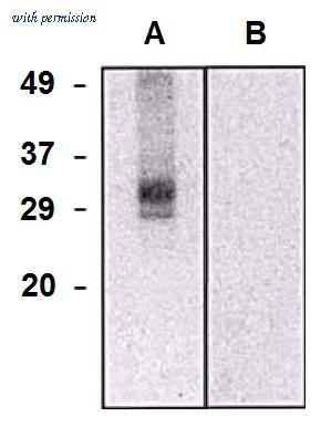OriGene AM26766PU-N image 1