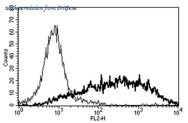 OriGene AM31169RP-N image 1