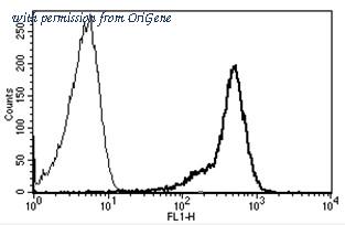 OriGene AM31185PU-N image 1