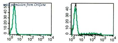 OriGene AM31212RP-N image 1