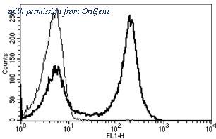 OriGene AM31217AF-N image 1