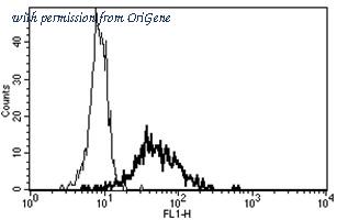 OriGene AM31221AF-N image 1