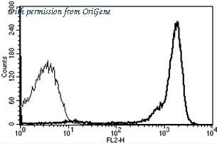 OriGene AM31224RP-N image 1