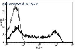 OriGene AM31226RP-N image 1