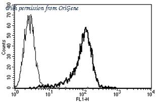 OriGene AM31236PU-N image 1