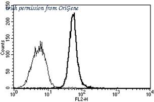 OriGene AM31237RP-N image 1