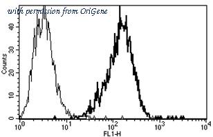 OriGene AM31240PU-N image 1
