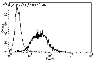 OriGene AM31242RP-N image 1