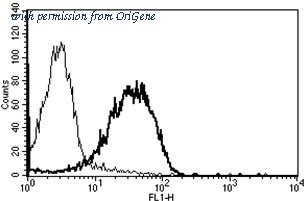 OriGene AM31245PU-N image 1