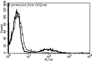 OriGene AM31254AF-N image 1