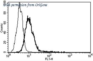 OriGene AM31357AF-N image 1