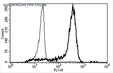 OriGene AM31358AF-N image 1