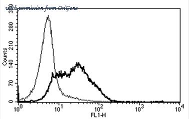 OriGene AM31359PU-N image 1