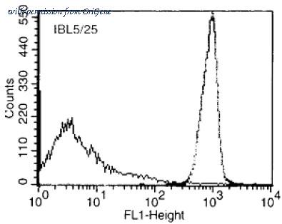 OriGene AM31886BT-N image 1