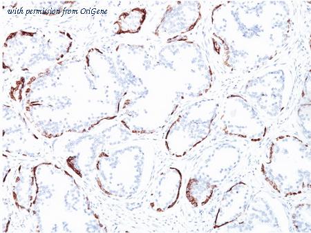 OriGene AM33124PU-S image 1