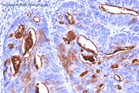 OriGene AM33126PU-T image 1