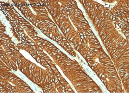 OriGene AM33243PU-T image 1