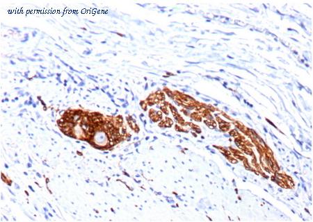 OriGene AM33261PU-T image 1