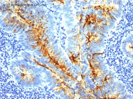 OriGene AM33279PU-S image 1