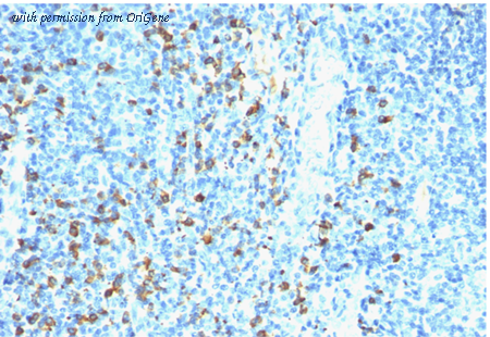 OriGene AM33281PU-T image 1