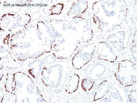 OriGene AM33289PU-S image 1