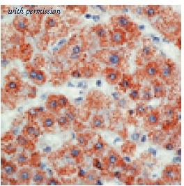 OriGene AM33293PU-T image 1