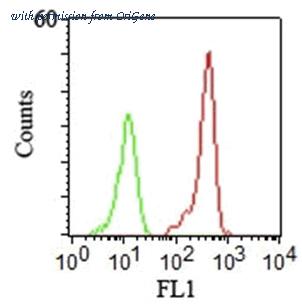 OriGene AM33360PU-T image 1