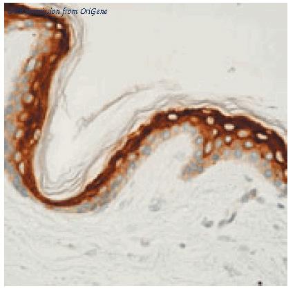 OriGene AM33368PU-S image 1