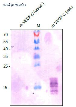 OriGene AM33409PU-N image 1
