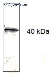OriGene AM33411PU-N image 1
